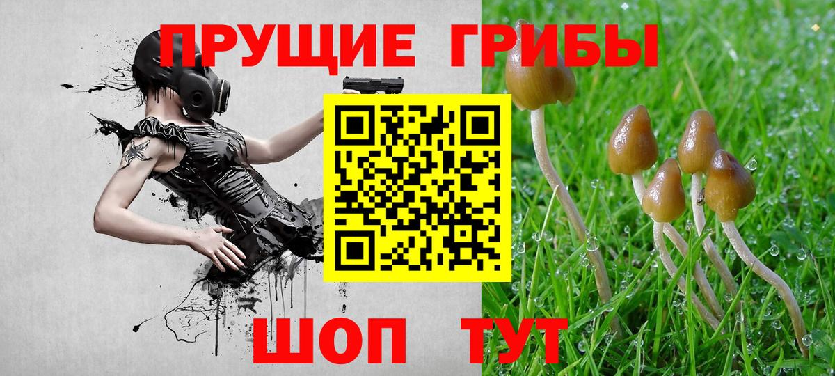 Псилоцибиновые грибы Psilocybine cubensis Семёнов
